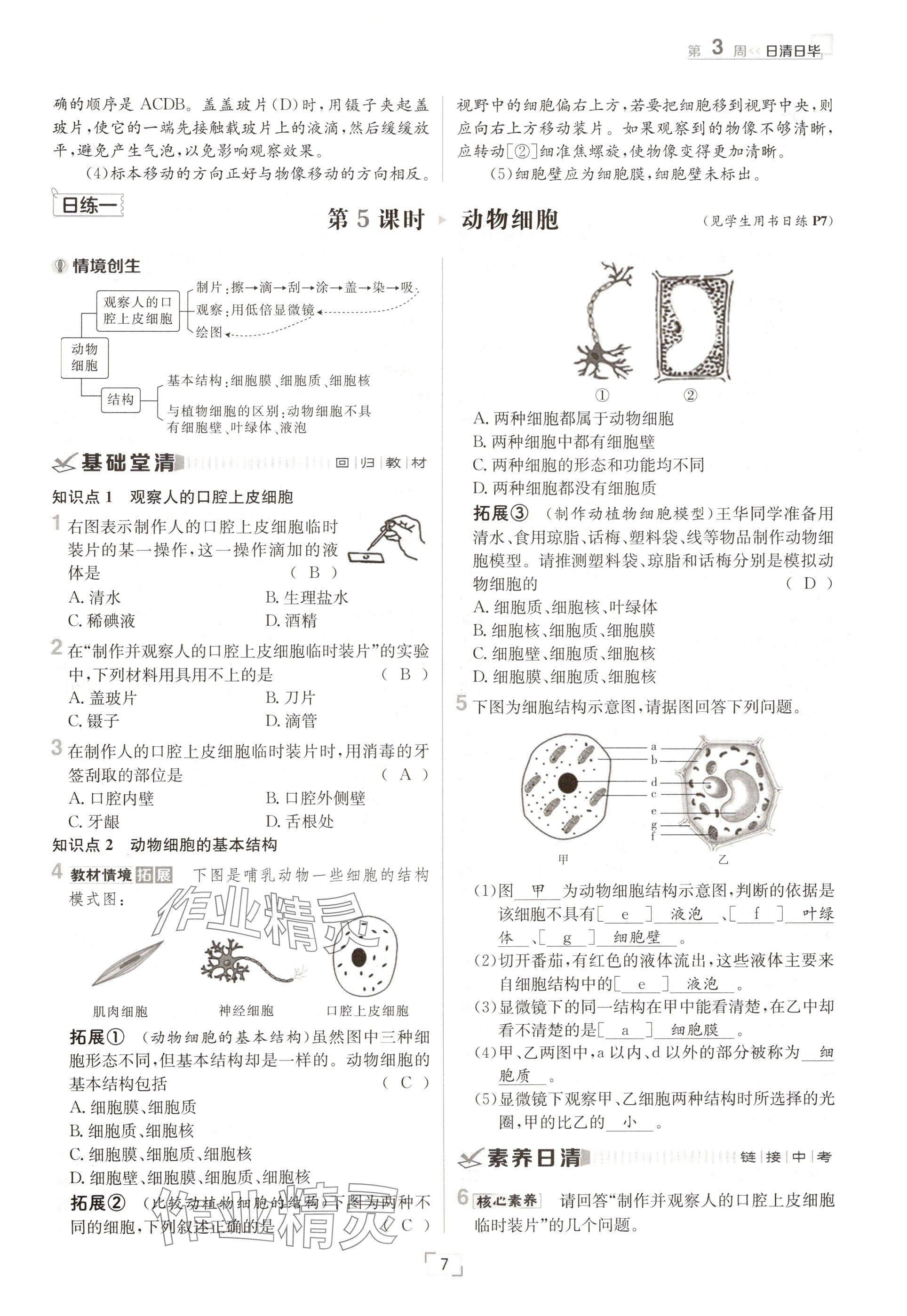 2024年日清周練七年級生物上冊人教版 參考答案第7頁