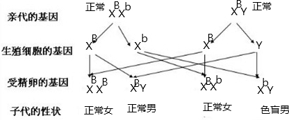 明确提出红绿色盲患者不能申请驾照.从遗传学角度分析.控制色盲的