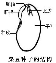 初中生物 题目详情从图中可以看出:菜豆种子的结构包括种皮和胚,玉米