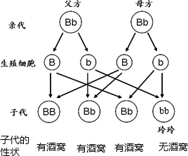 图解已知人的有酒窝与无酒窝是一对相对性状控制有酒窝的基因b是显性