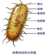 2005年的诺贝尔生理学或医学奖的获得者是澳大利亚的科学家巴里.马歇尔和罗宾沃伦.原因是他们发现了幽门螺杆菌是引起胃炎和胃溃疡等疾病的病原体.下列哪种结构是幽门螺杆菌所不具有的( )A.鞭毛B.成形的细胞核C.DNAD.细胞壁 题目和参考答案--精英家教网--