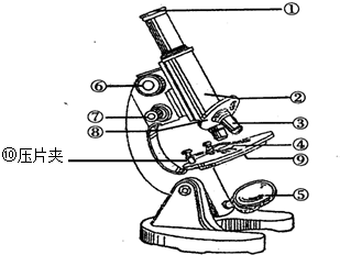 小明同学学习了练习使用显微镜 之后.用显微镜