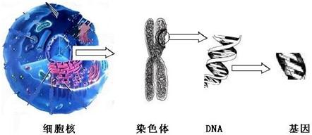 图是染色体和dna的关系图,据图回答下列问题