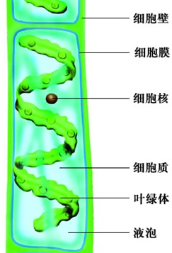 (2)水绵细胞内的遗次镲质存