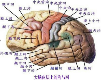 大脑半球的表面有许多曲曲弯弯的沟和回这些沟和回主要是增加了大脑的