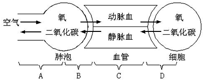 (2)b过程中,氧从______进入______;d过程中,组织细胞产生的二氧化碳