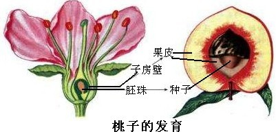 以下是桃子果实的形成示意图:a.果实b.果皮c.种子d.种皮