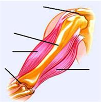 下图是人体上肢.表示肌肉与骨和关节的关系示