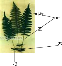 肾蕨的结构图