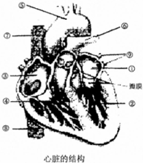 最厚的心壁_心脏结构中最厚的部分是左心室