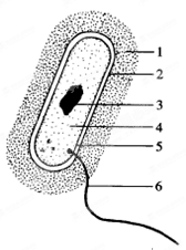 下图为细菌结构模式图,据图回答问题