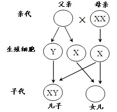 根据人的性别遗传图谱.