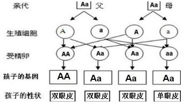 下图是一对均为双眼皮的父母的眼睑遗传图解简图请在图中的横线上填上