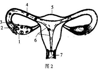 怀胎.一朝分娩 描写的是母亲怀孕和生出胎儿的