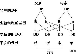 某班同学对人群中双眼皮和单眼皮的遗传情况进行抽样.