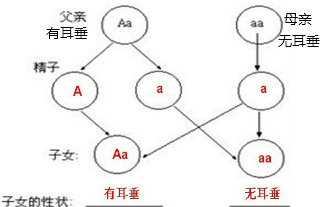 父亲有耳垂,基因型为aa,母亲无耳垂,基因型为aa,则