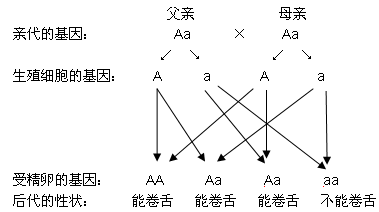 隐性时,只有显性基因控制的性状才会表现出来,因此孩子的性状是能卷舌