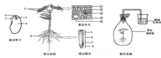 孙悟同学使用显微镜观察洋葱鳞片叶内表皮细胞