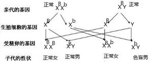 它们都位于x染色体上.下图是一家三口遗传图谱.其中分别表示患病男女.