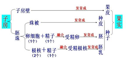 苹果的种子是由花的哪一结构发育而来的a.子房b.受精卵c.子房壁d.