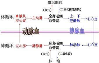 膝跳反射的原理_膝跳反射(3)