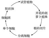 嘉兴模拟)美国科学家将胡萝卜韧皮部的细胞培养产生完整植株,如图所示