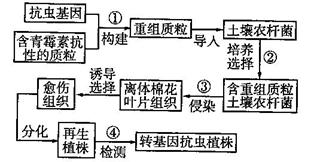 质粒转染的原理和步骤_细胞转染的原理 操作步骤以及小技巧 第二讲(3)