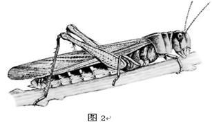 39.图2是蝗虫的外部形态图,请据图回答问题
