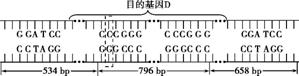 32,9分)图1表示含有目的基因d的dna片段长度(bp即碱基对)和部分碱基