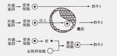 早期胚胎培养的原理_人教版生物选修三3.2 体外受精和早期胚胎培养 教学设计(3)