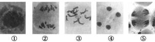 下图中编号①-⑤的图像是显微镜下拍到的二倍体百合(2n=24)的减数分裂