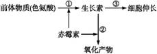 植物激素中的赤霉素与生长素都能促进茎秆伸长,请根据图中信息和相关