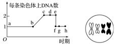 (1)a-h (2)有丝 后 染色体的着丝点分裂,姐妹染色单体分开成为两条子