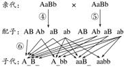 第17讲 基因的自由组合定律(Ⅰ)