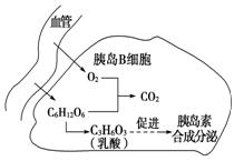 早期胚胎培养的原理_人教版生物选修三3.2 体外受精和早期胚胎培养 教学设计