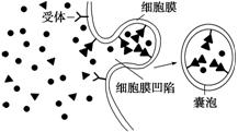 安徽宣城八校联考)如图表示受体介导的胞吞过程,根据图示,下列叙述不