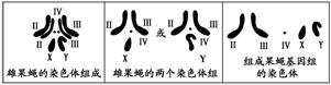 3.基因组和染色体组的界定