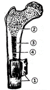 a.[②]骨松质内的红骨髓