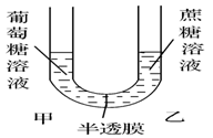 分别相同的葡萄糖(甲)和蔗糖溶液(乙)用半透膜(允许溶剂和葡萄糖通过