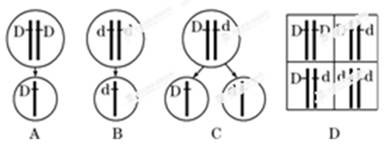 10. [题文]下列四项能正确表示基因分离定律实质的是