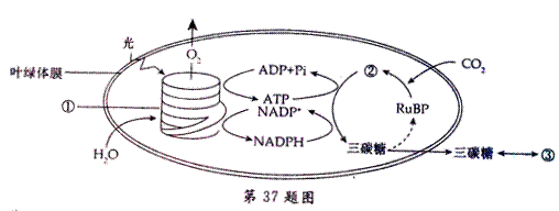 2015学年第一学期分水高级中学高二年级期中质量检测