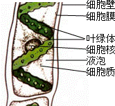 (下)期中生物试卷 > 题目详情  解答: 解:水绵属于多细胞的藻类植物