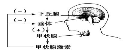 血液中一定含量的甲状腺激素对垂体,下丘脑有抑制作用 题目来源:第二