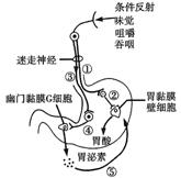 试卷 > 题目 27,如图表示人体胃酸分泌的部分调节途径,其中幽门黏膜g