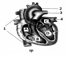 下列两图中,甲图是人体心脏剖面图,乙图是人体某组织处局部血管示意图