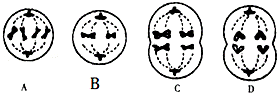 42 下列是某种哺乳动物细胞分裂过程示意图.据图回答下列问题