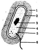 右图是一个细菌的模式图,看图答题: (1)细菌的基本结构是: [ 2 ]细胞