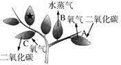 专题二 植物的蒸腾作用,光合作用,呼吸作用