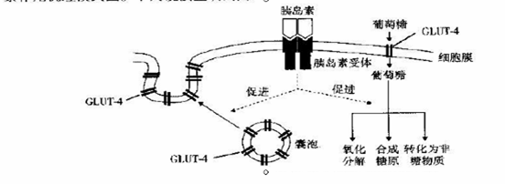 下图为胰岛素作用机理模式图.下列