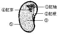 请据图回答 大豆种子的胚由图中的①胚轴②胚根 和④胚芽